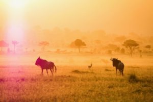 Masai Mara Kenya sunset wildebeest