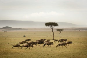 wildebeast migration tanzania small herd